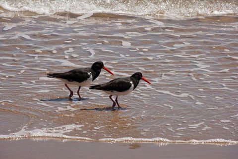 1770 Coastline Tour By LARC Amphibious Vehicle Including Picnic Lunch - Accommodation NSW 2