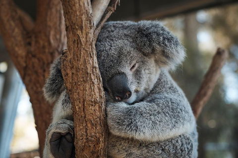 Sydney Taronga Zoo General Entry Ticket - Accommodation NSW 3