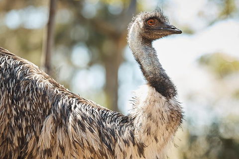 Sydney Taronga Zoo General Entry Ticket - Accommodation NSW 4