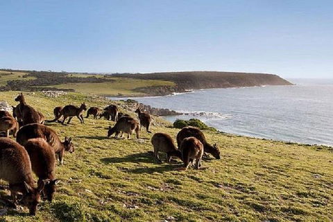 Kangaroo Island Personal Group Tours - Accommodation NSW 0