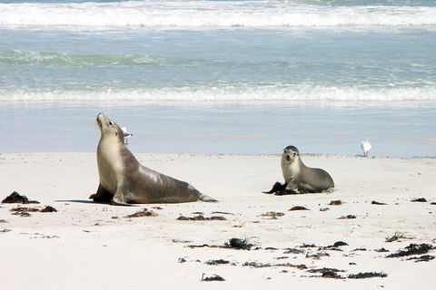 Kangaroo Island Personal Group Tours - Accommodation NSW 3