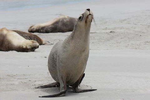 Kangaroo Island Personal Group Tours - Accommodation NSW 4