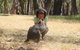 Cleland Wildlife Park Tour From Adelaide Including Mount Lofty Summit - thumb 1