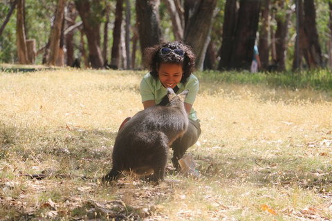 Cleland Wildlife Park Tour From Adelaide Including Mount Lofty Summit - Accommodation NSW 1