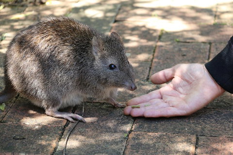 Cleland Wildlife Park Tour From Adelaide Including Mount Lofty Summit - Accommodation NSW 2