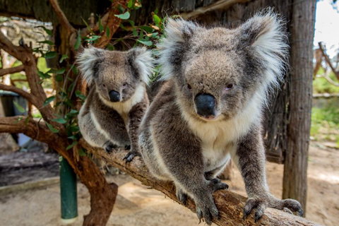 Cleland Wildlife Park Tour From Adelaide Including Mount Lofty Summit - Accommodation NSW 3