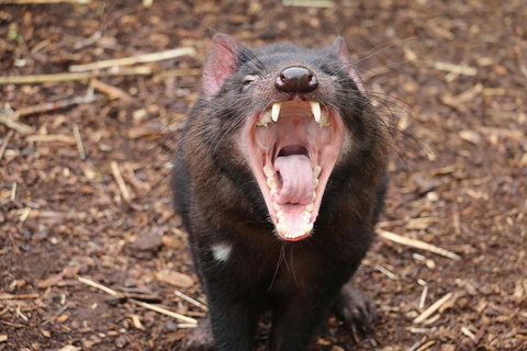Cleland Wildlife Park Tour From Adelaide Including Mount Lofty Summit - Accommodation NSW 4