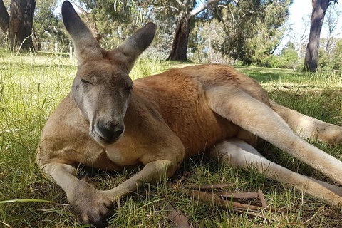 Cleland Wildlife Park Tour From Adelaide Including Mount Lofty Summit - Accommodation NSW 5