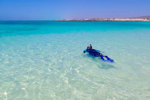 Ningaloo In A Day - Full Day Hike And Snorkel Tour With Lunch - Accommodation NSW 4