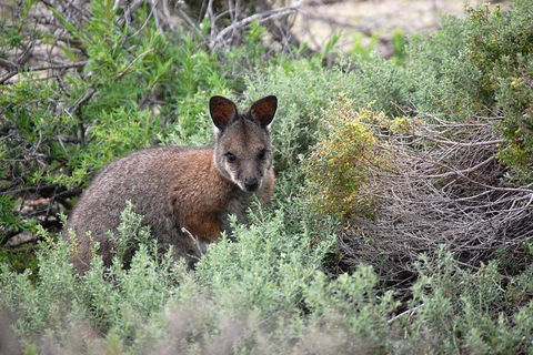 Shipwreck Special Nature Tour/Half Day Tour - Accommodation NSW 3