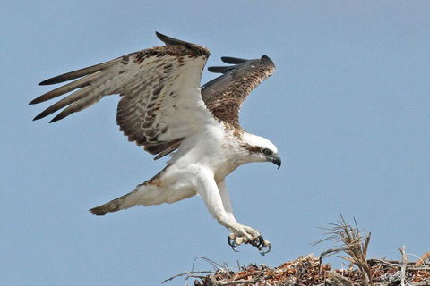 Shipwreck Special Nature Tour/Half Day Tour - Accommodation NSW 4