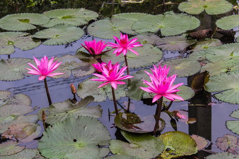 Kakadu, Nourlangie And Yellow Waters Tour From Darwin - Accommodation NSW 1