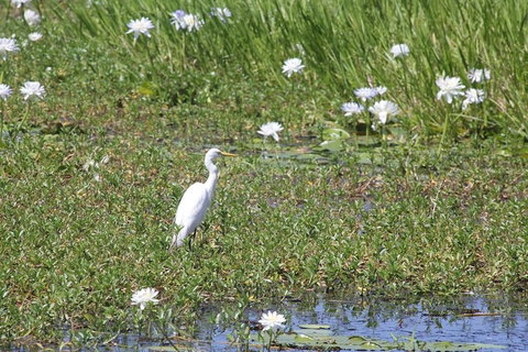 Darwin City Sights And Jumping Crocodile Cruise - Accommodation NSW 4