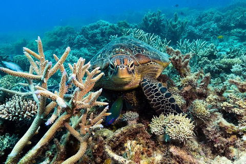 Great Barrier Reef Day Cruise From Cairns Including Snorkeling And Marine Biologist Presentation - Accommodation NSW 4