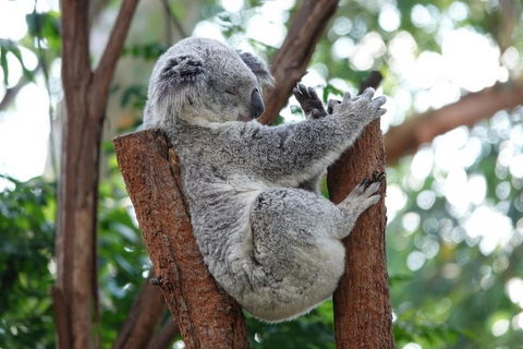 Small-Group Blue Mountains Tour With A Local Guide - Accommodation NSW 2