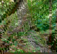 Private Daintree Mossman Gorge Exclusive Nature and Wildlife Focus - Accommodation NSW