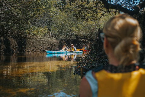 Kayak Tour In Adelaide Dolphin Sanctuary - Accommodation NSW 0