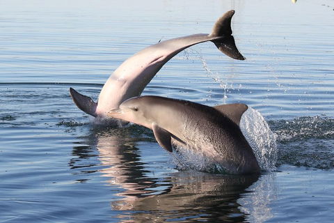 Kayak Tour In Adelaide Dolphin Sanctuary - Accommodation NSW 5