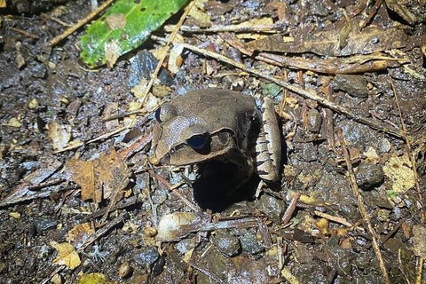 Evening Rainforest & Glow Worm Experience - Accommodation NSW 1