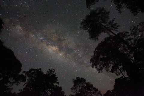 Evening Rainforest & Glow Worm Experience - Accommodation NSW 4