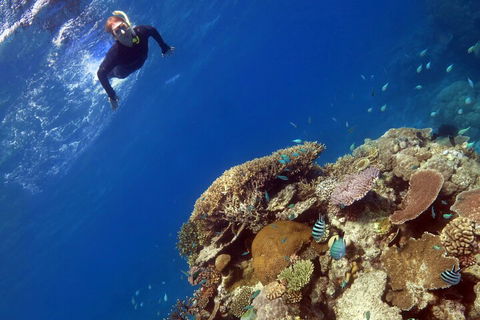 Silverswift Outer Great Barrier Reef Dive And Snorkel Cruise From Cairns - Accommodation NSW 3