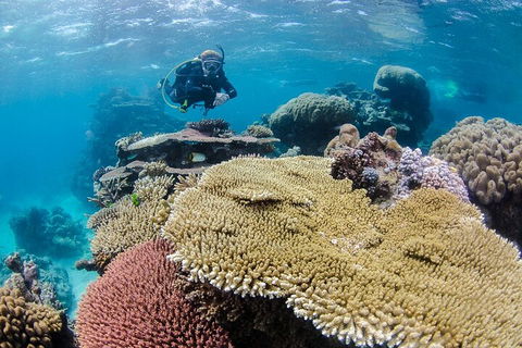 Silverswift Outer Great Barrier Reef Dive And Snorkel Cruise From Cairns - Accommodation NSW 5