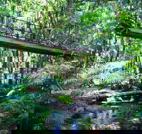 Double Pack-Ancient Rainforest and Waterfalls - Accommodation NSW