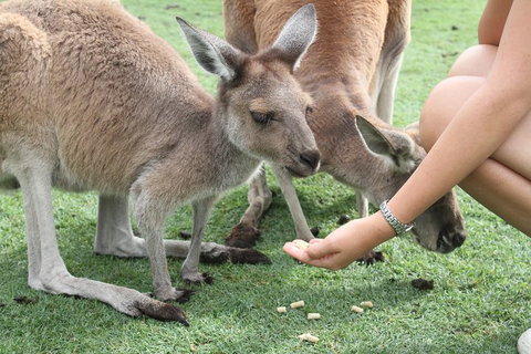 Pinnacles Desert, Koalas And Sandboarding 4WD Day Tour From Perth - Accommodation NSW 1