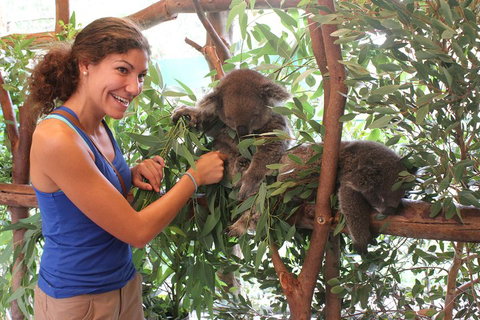 Pinnacles Desert, Koalas And Sandboarding 4WD Day Tour From Perth - Accommodation NSW 5