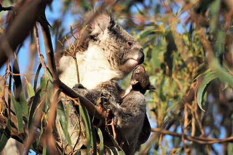 2-Hour Koala Walking Tour In Kangaroo Island - Accommodation NSW 1