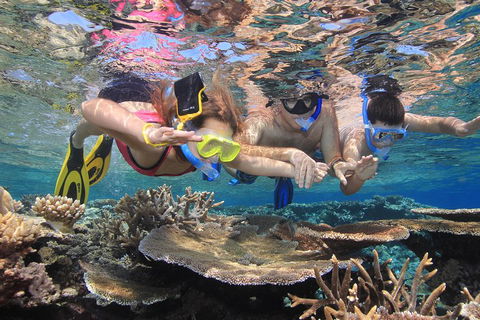 Calypso Outer Great Barrier Reef Cruise From Port Douglas - Accommodation NSW 3