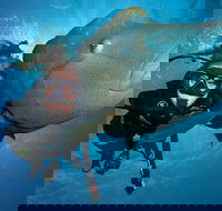 Great Barrier Reef Snorkeling and Diving Cruise from Cairns - Accommodation NSW