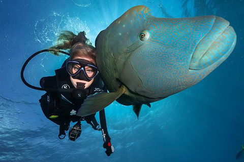 Great Barrier Reef Snorkeling And Diving Cruise From Cairns - Accommodation NSW 0