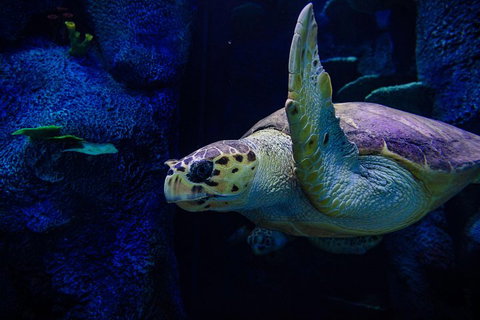 Sydney Attractions Pass: SEA LIFE Aquarium, Sydney Tower Eye, WILD LIFE Zoo And Madame Tussauds - Accommodation NSW 1