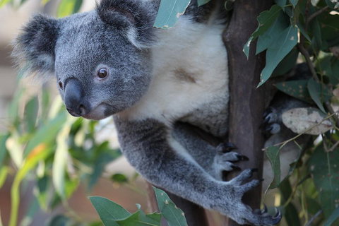 Sydney Attractions Pass: SEA LIFE Aquarium, Sydney Tower Eye, WILD LIFE Zoo And Madame Tussauds - Accommodation NSW 2