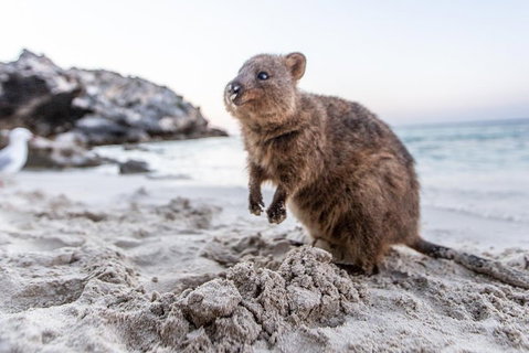 Rottnest Island Bike & Ferry Package From Perth - Accommodation NSW 5