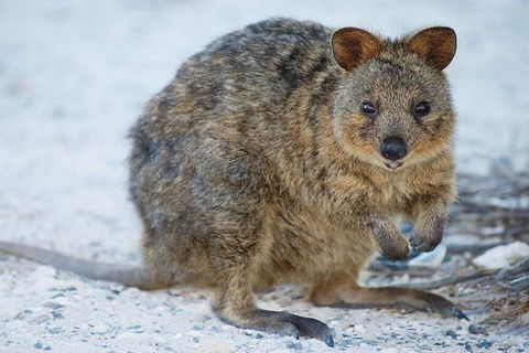 Perth To Rottnest Island Roundtrip Ferry Ticket - Accommodation NSW 3