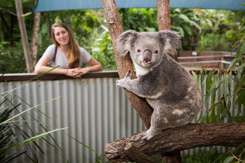 Breakfast With The Koalas At Hartley's Crocodile Park From Cairns Or Palm Cove - Accommodation NSW 5