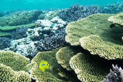Abrolhos Islands Scenic Flight & Snorkel Adventure From Perth - Accommodation NSW 4