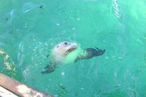 Abrolhos Islands Scenic Flight & Snorkel Adventure From Perth - Accommodation NSW 5
