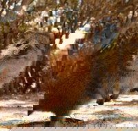 Wave Rock  Rottnest Island - Air  Ground Tour - Accommodation NSW