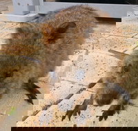 Wave Rock Pinnacles and Rottnest One Day Aeroplane Tour - Accommodation NSW