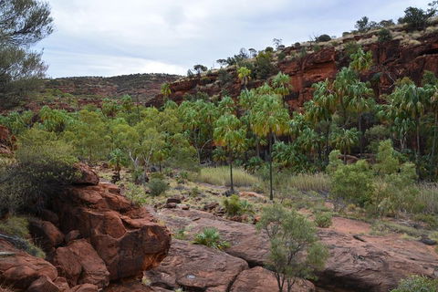 Palm Valley And Hermannsburg 1 Day 4WD Tour - Accommodation NSW 4