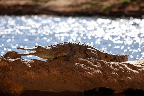 Windjana Explorer - Accommodation NSW 5