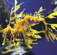 SEA LIFE Melbourne Aquarium Admission Ticket - Accommodation NSW