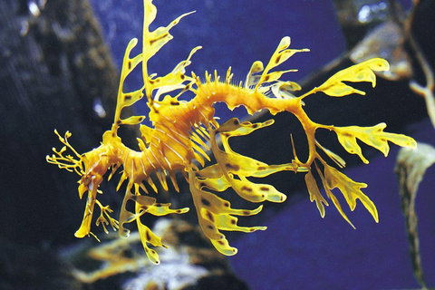 SEA LIFE Melbourne Aquarium Admission Ticket - Accommodation NSW 0