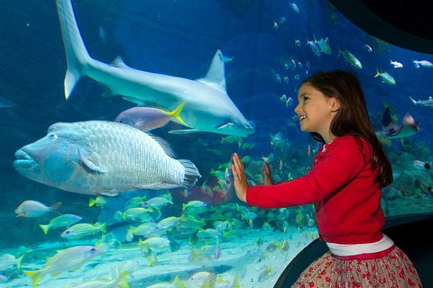SEA LIFE Melbourne Aquarium Admission Ticket - Accommodation NSW 1