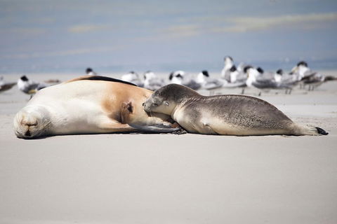 Kangaroo Island Luxury Small Group 'Island Life' Full Day Tour - Accommodation NSW 5