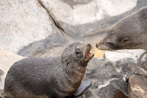 Kangaroo Island Luxury Small Group 'Flinders Chase Focus' Full Day Tour - Accommodation NSW 2