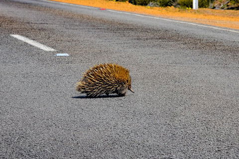 Kangaroo Island Luxury Small Group 'Flinders Chase Focus' Full Day Tour - Accommodation NSW 3